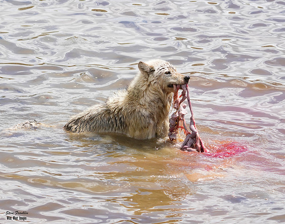 Wolf swim guts 3 det WWI