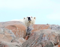 Polar 10 det WWI