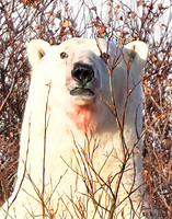 Polar 31a det WWI