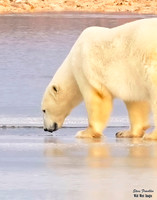 Polar 47 det WWI