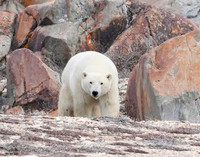 Polar 12 det WWI