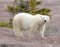 Polar 3 det WWI