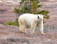 Polar 27 DET WWI