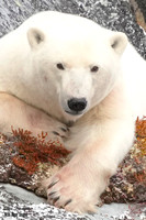 polar bear 60 det ++ WWI +