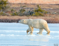 Polar 58A det c WWI
