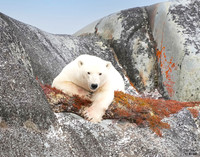 polar bear 60 det WWI