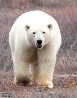 Artic/Polar Bears