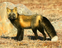 Cross Fox 10 det remastered WWI