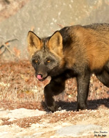 Cross Fox 17 det WWI
