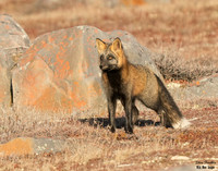 CROSS FOX 12 det WWI