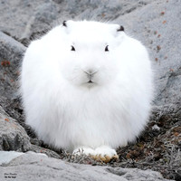 Artic Hare 2 det remastered WWI