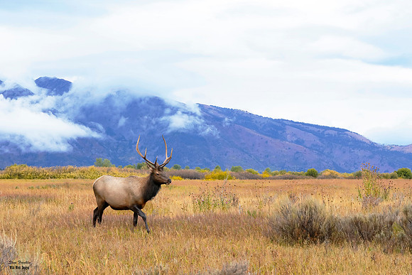Elk Bull Moran 9 det WWI