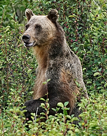 Grizzly 1A det WWI