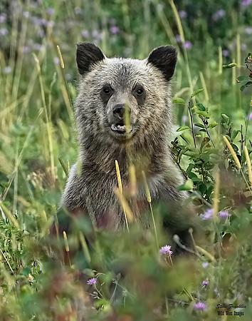 Grizz 2 det WWI