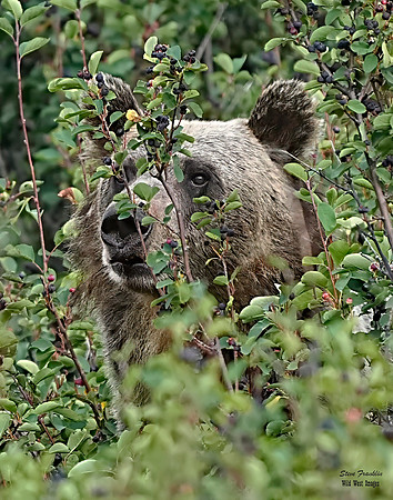 Grizzly 2 det WWI