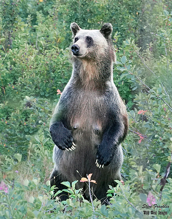 Grizzly 5 det WWI