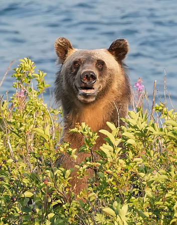 Grizzly 7 det WWI