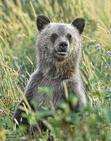 Grizz 1 det WWI