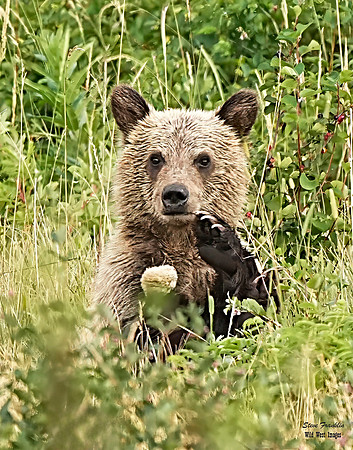 Grizzly Cub 1 det WWI