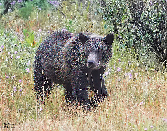 Grizzly cub in the Rain 1 det WWI
