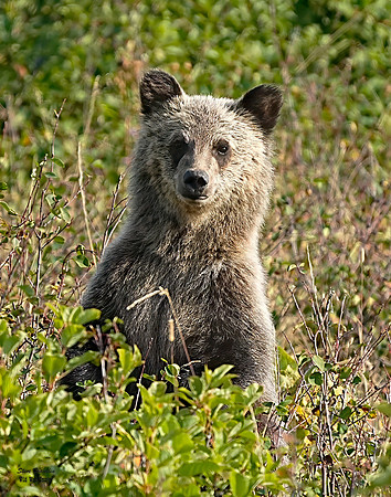 Grizzly Glow 1 det WWI