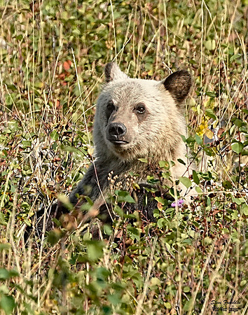 Grizzly Glow 4 det WWI