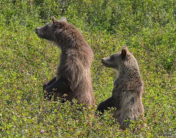 Grizzly n cub 1 det WWI