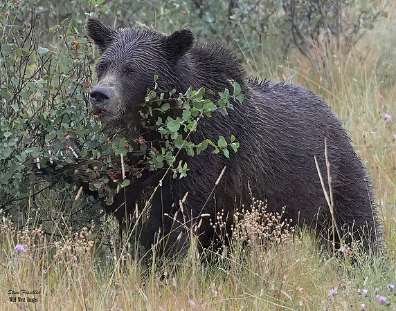 Grizzly n Yearlings 13 det WWI