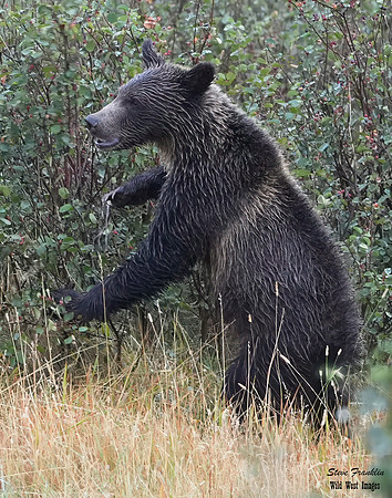 Grizzly n Yearlings 10 det WWI