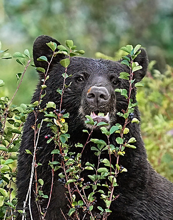 Black Bear berries 2 det + WWI