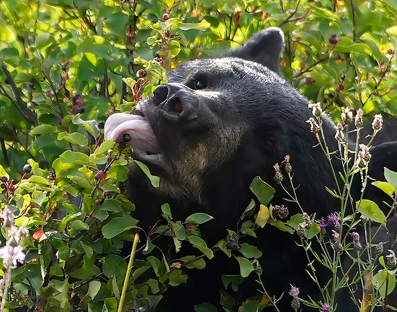 Black Bear berrys 2 det WWI