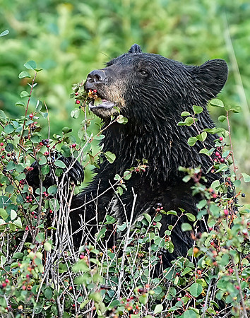 Black Bear berries 7 det WWI