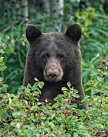Black Bear Glacier 3 det WWI