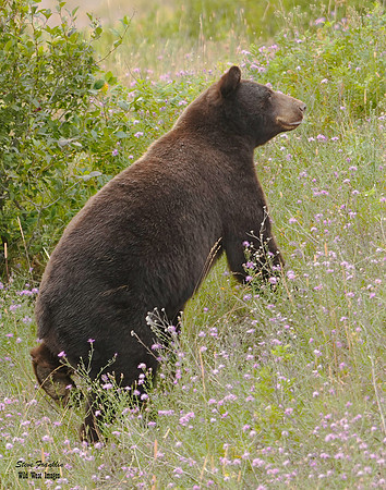 Black Bear 3 det WWI