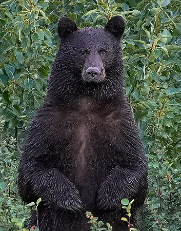 Black Bear standing 1 det +WWI