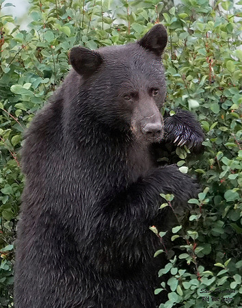 Black Bear standing 3 det +WWI
