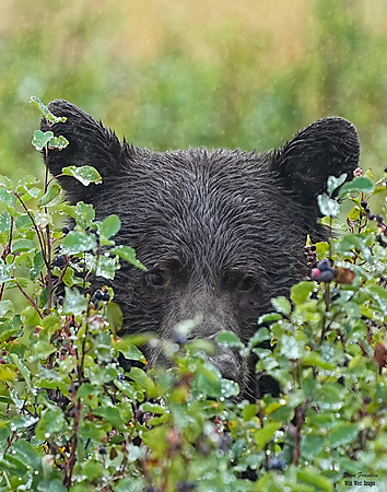 Black Bear in the Rain 5 det WWI