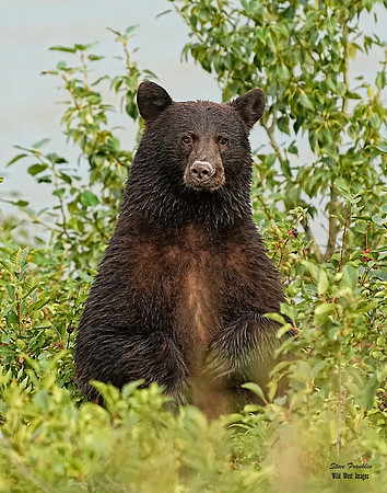 Black Bear berries 1 det WWI