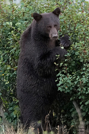 Black Bear standing 4 det + WWI