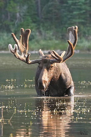 Moose Bull 13 det WWI