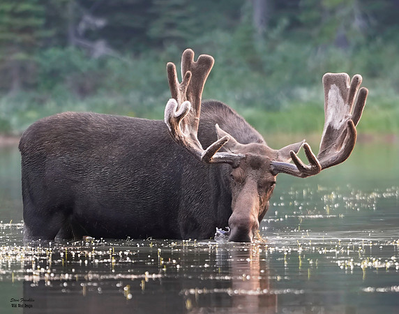 Moose Bull 14 det WWI
