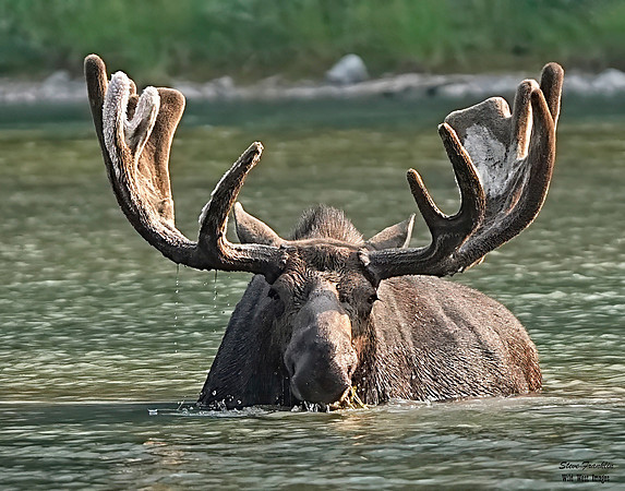 Moose Bull 17 det WWI