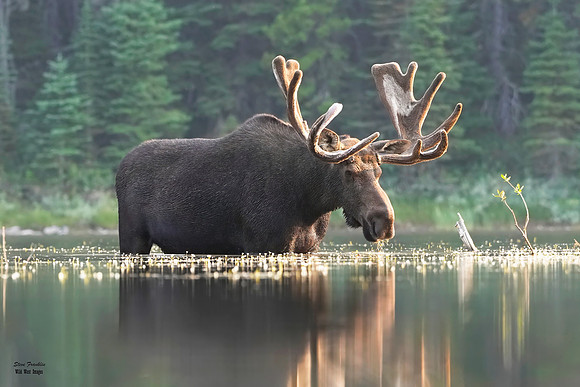 Moose Bull 11 det WWI