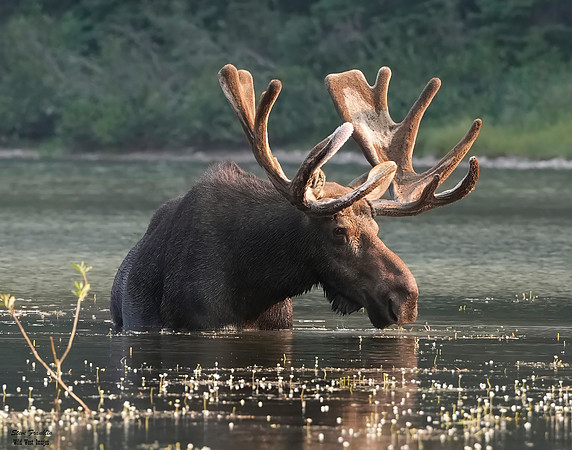 Moose Bull 19 det WWI