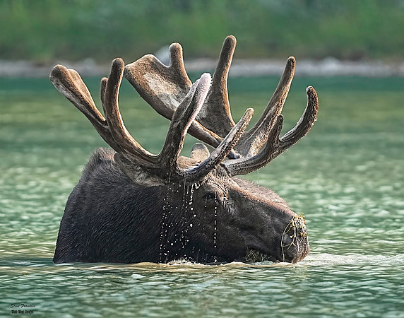 Moose Bull 16 det WWI