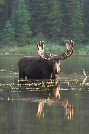 Moose Bull 9 det WWI