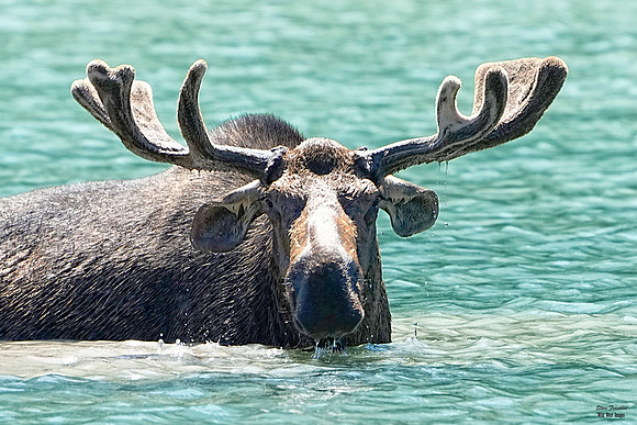 Moose Fishercap 2 det WWI