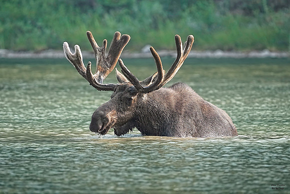Moose Bull 15 det WWI