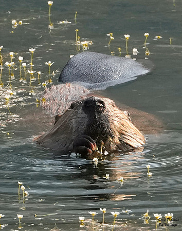 Beaver 1 det WWI