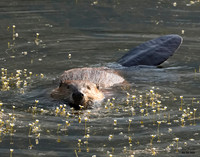 Beaver 2 det WWI